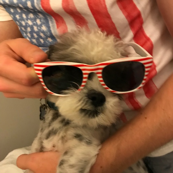 Meet your Posher, Chelsea - Picture 5 of 5